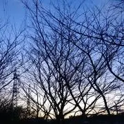 鼎の画像