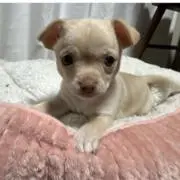 tinytinyの画像