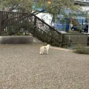 Miii