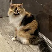ねむねこᓚᘏᗢ【即購入⭕️】の画像