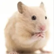 まさ