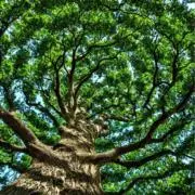 Faerie Health