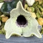 エレガンスの画像