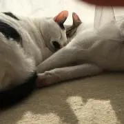 こんぺいとうの画像