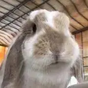 もふの画像