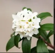 沈丁花の画像