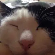 ののこ