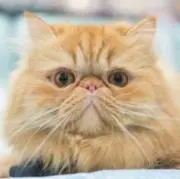 ポニョの画像