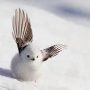 はねの画像