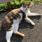 ゆの画像