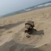 たかっチュウの画像