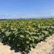 みこ