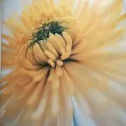 ＨＡＰＰＹの画像