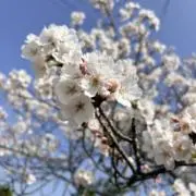 ☆の画像