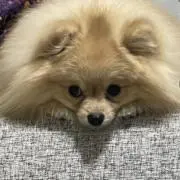 やっつん