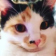 Michelaの画像