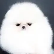 こんさんの画像