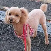 まーこの画像