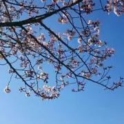さゆしママ
