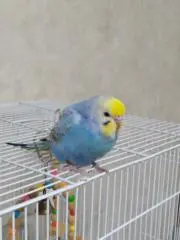 ばななばにら