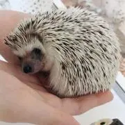 Miiの画像