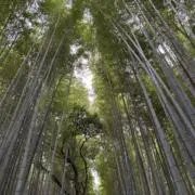 うの画像