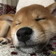 こもんちの画像