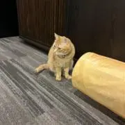 すたの画像