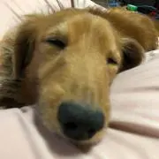 ざるそば