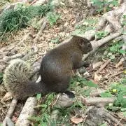 たにしの画像
