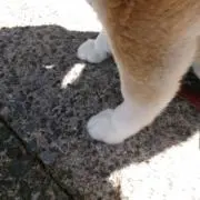 しばいぬの画像