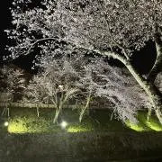 ひまりの画像