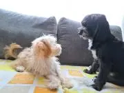もっちーの画像