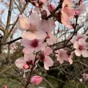 Shuutan★生地バーゲン中★の画像