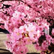 ※杏※の画像
