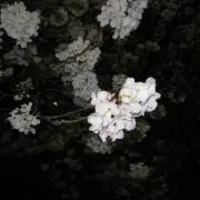 my