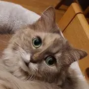 プップの画像