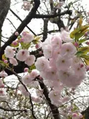 Maiiの画像