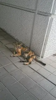 しまむー