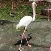 Flamingoの画像