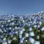 maruの画像