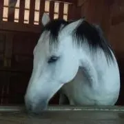 ちはるの画像