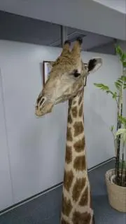 褒め契りの画像