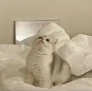 ゆの画像