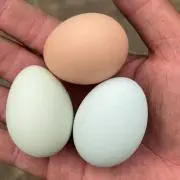 タマゴっち