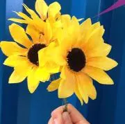 ひまわり❀の画像