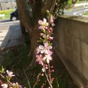 しょうちゃんの画像