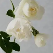 月下香の画像