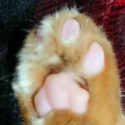 ฅにくきゅんฅ❦*プロフお読み下さい*