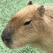 カミーユフォルネ カイマン ブラック 腕時計ベルト幅19-16 長さ115/75